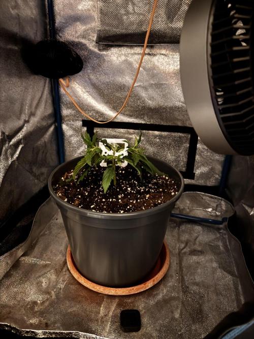 Kleine Leonie. Week 2