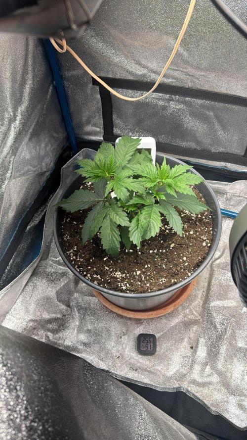 Kleine Leonie. Week 2