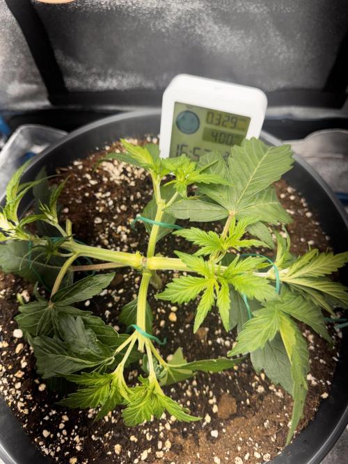 Kleine Leonie. Week 2