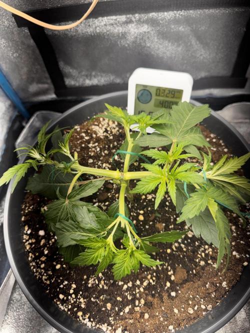 Kleine Leonie. Week 2