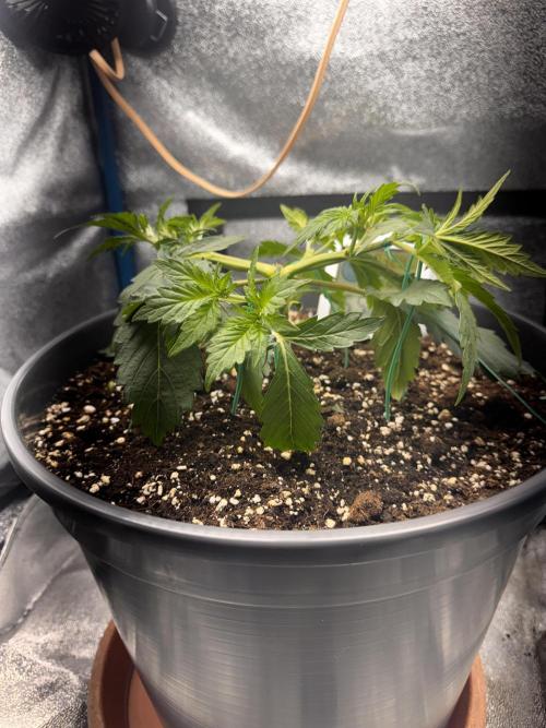 Kleine Leonie. Week 2