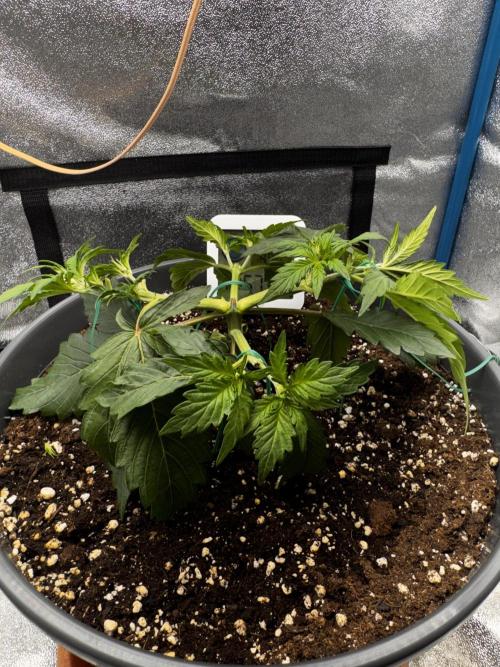 Kleine Leonie. Week 2