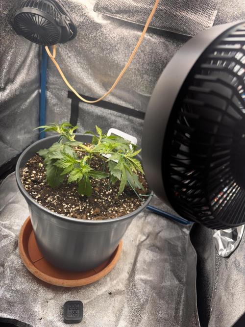 Kleine Leonie. Week 2