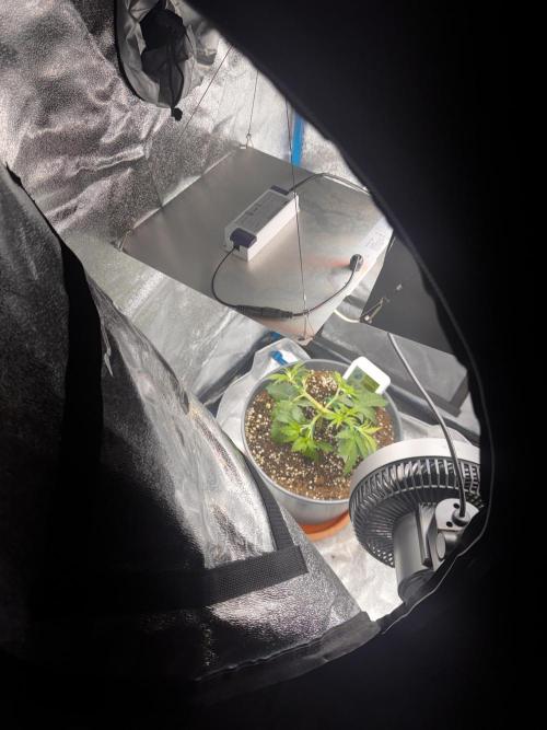 Kleine Leonie. Week 2