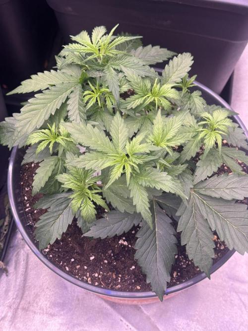 Kleine Leonie. Week 3