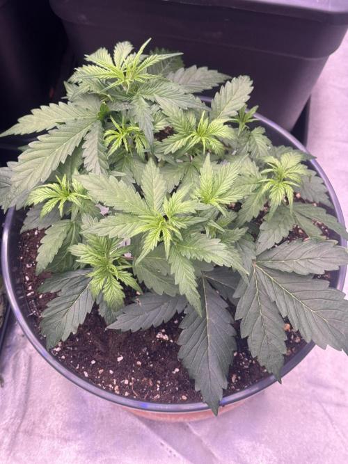 Kleine Leonie. Week 3