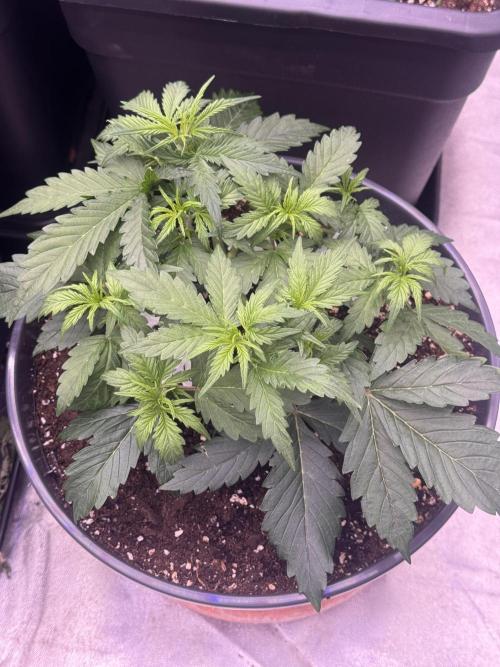 Kleine Leonie. Week 3