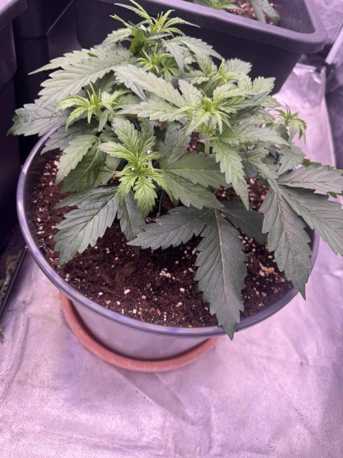 Kleine Leonie. Week 3