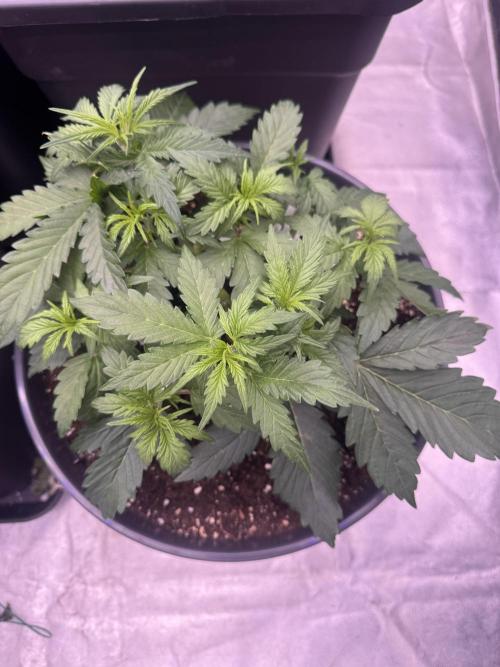 Kleine Leonie. Week 3