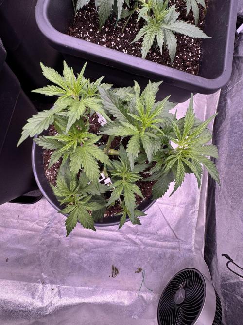 Kleine Leonie. Week 3