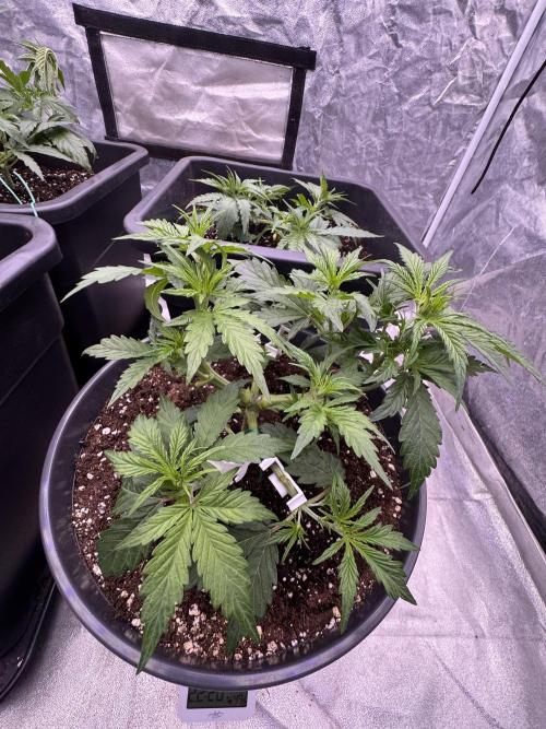 Kleine Leonie. Week 3