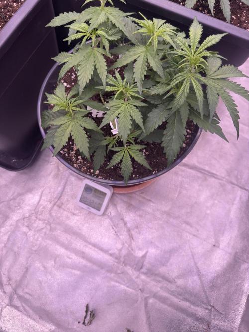 Kleine Leonie. Week 3