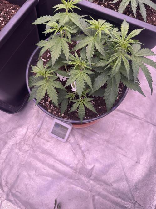 Kleine Leonie. Week 3