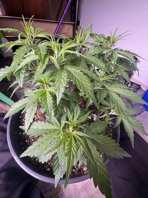 Kleine Leonie. Week 4