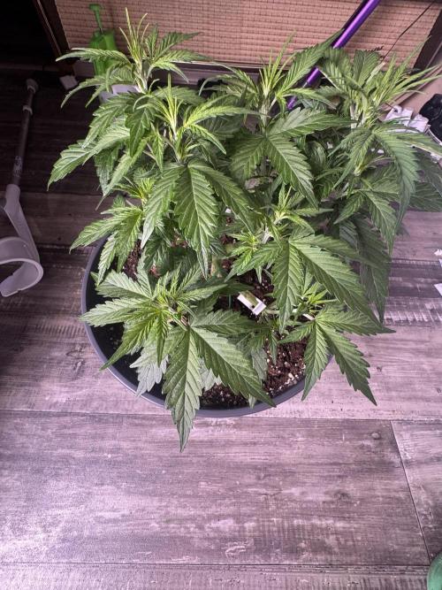 Kleine Leonie. Week 4