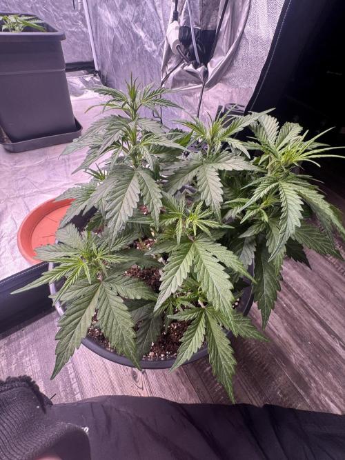 Kleine Leonie. Week 4