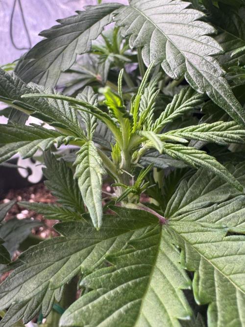 Kleine Leonie. Week 4