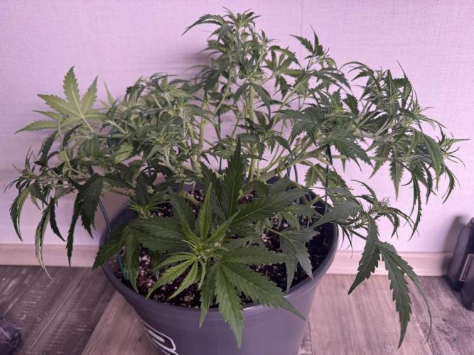 Kleine Leonie. Week 5