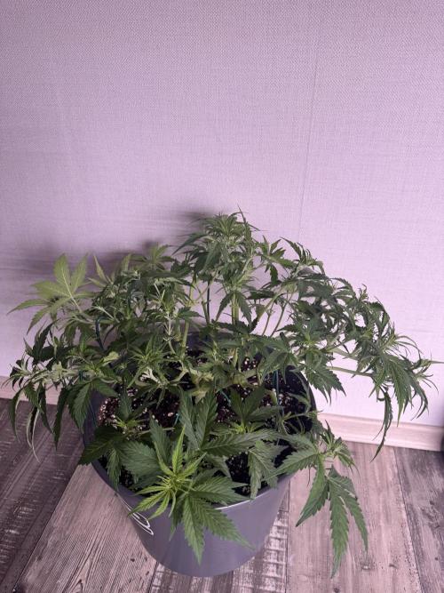 Kleine Leonie. Week 5