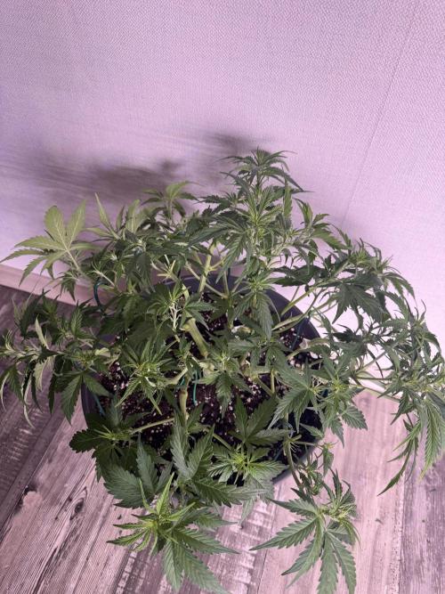 Kleine Leonie. Week 5