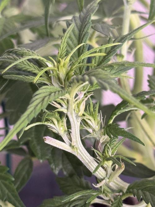 Kleine Leonie. Week 5