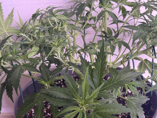 Kleine Leonie. Week 5