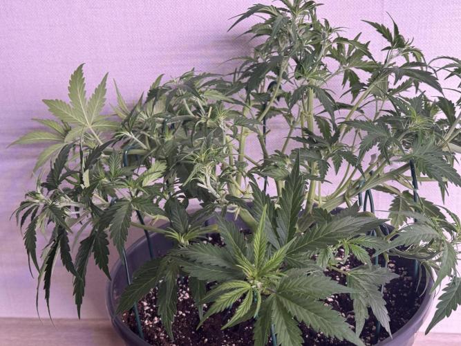 Kleine Leonie. Week 5