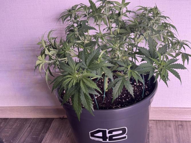 Kleine Leonie. Week 5