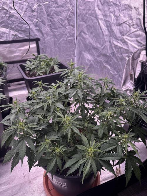 Kleine Leonie. Week 6