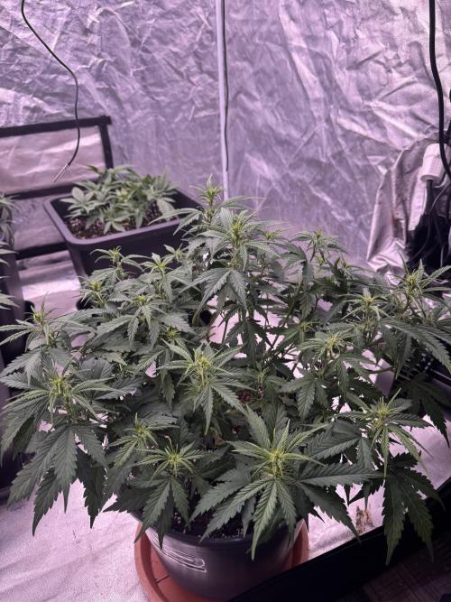 Kleine Leonie. Week 6