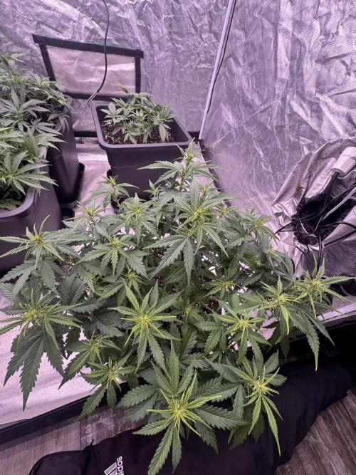 Kleine Leonie. Week 6