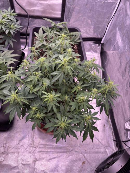 Kleine Leonie. Week 6