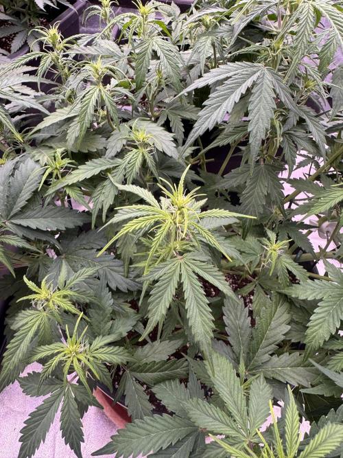 Kleine Leonie. Week 6