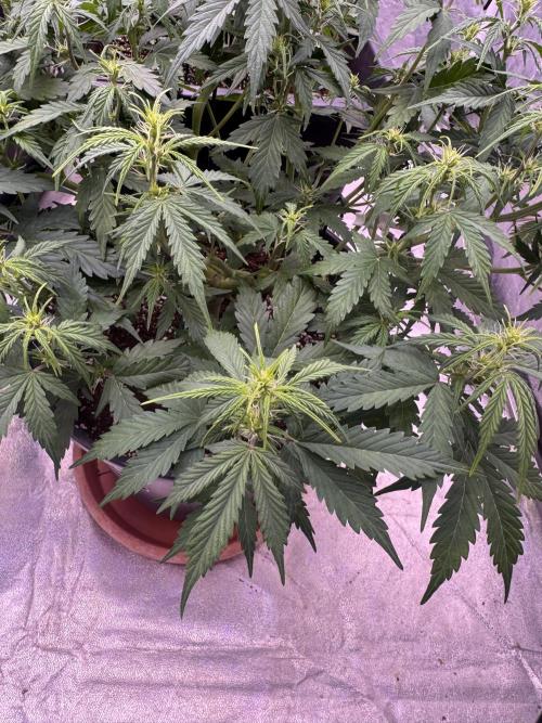 Kleine Leonie. Week 6