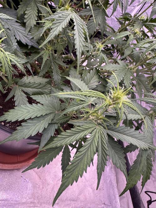 Kleine Leonie. Week 6