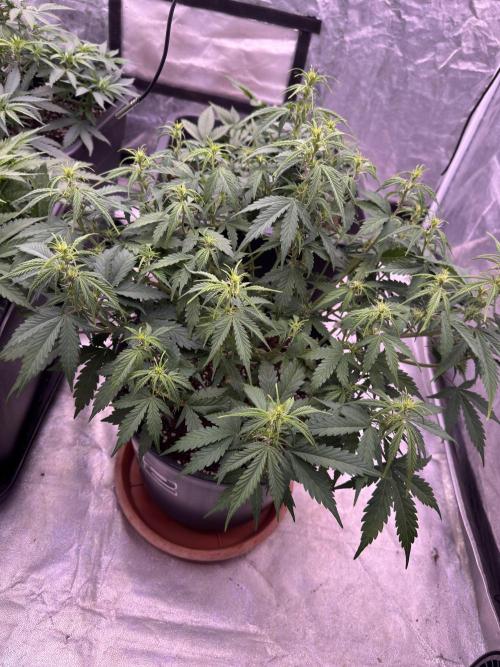 Kleine Leonie. Week 6