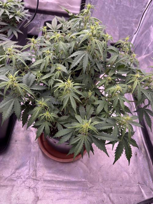 Kleine Leonie. Week 6