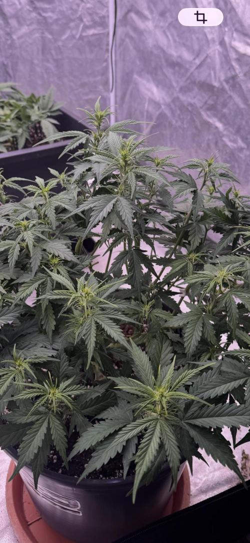 Kleine Leonie. Week 6