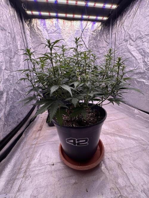 Kleine Leonie. Week 7