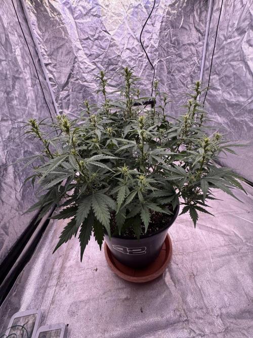 Kleine Leonie. Week 7