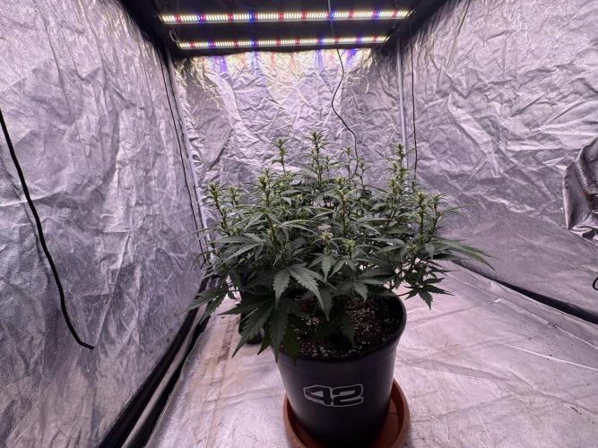 Kleine Leonie. Week 7