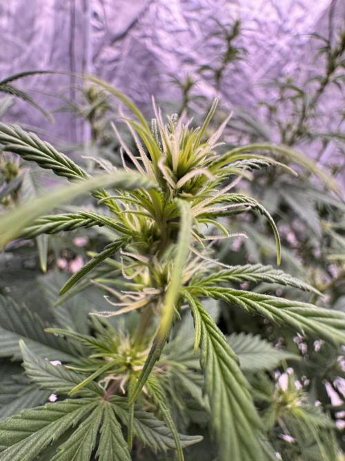 Kleine Leonie. Week 7