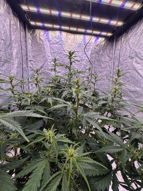 Kleine Leonie. Week 7