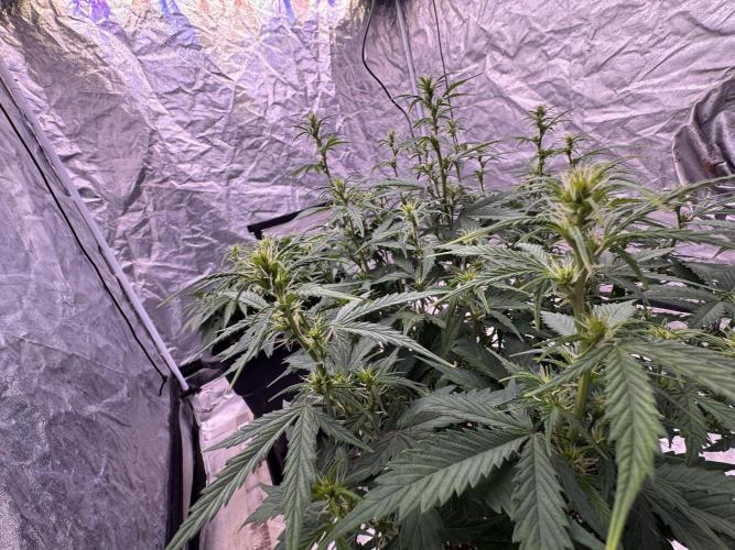 Kleine Leonie. Week 7