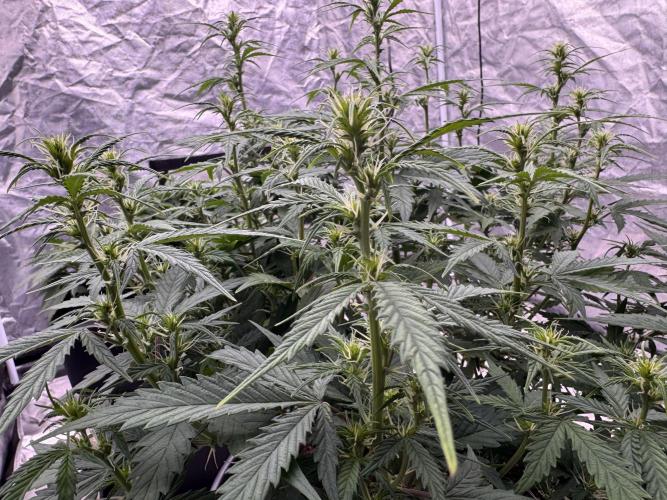 Kleine Leonie. Week 7