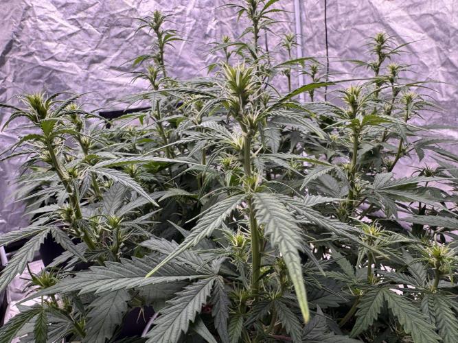 Kleine Leonie. Week 7