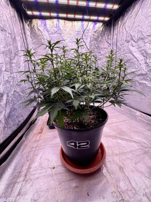 Kleine Leonie. Week 7