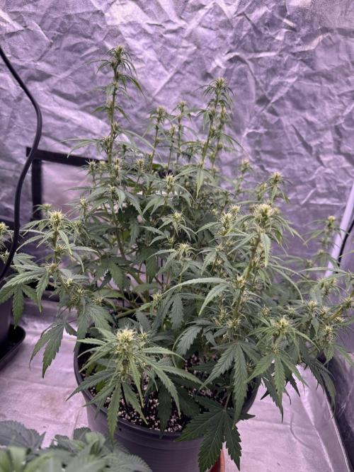 Kleine Leonie. Week 7