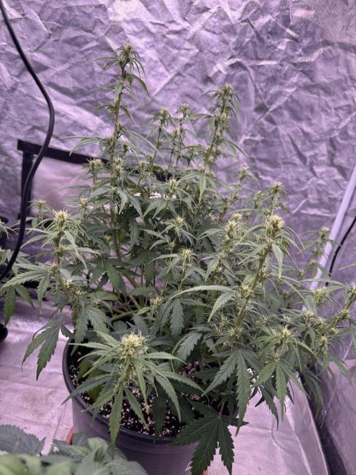 Kleine Leonie. Week 7