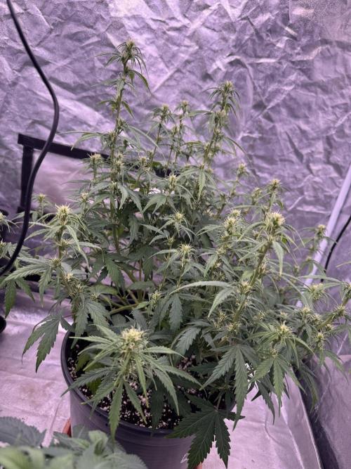 Kleine Leonie. Week 7